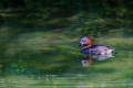 Zwergtaucher