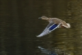 Stockente