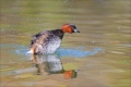 Zwergtaucher