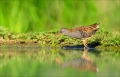 Wasserralle