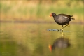 Teichhuhn