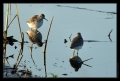 Bruchwasserläufer
