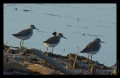 Bruchwasserläufer