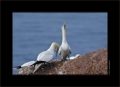 Basstölpel / Helgoland