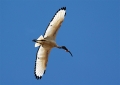 Heiliger Ibis