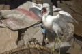 Reiher als Haustier