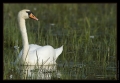 Schwan