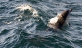 Delphin_7