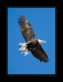 Flugstudie Seeadler
