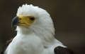 Schreiseeadler Portrait