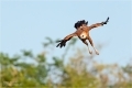 Fischbussard