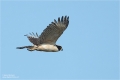 Lachfalke