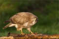Mäusebussard
