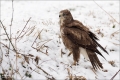 Mäusebussard