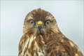 Mäusebussard
