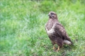 Mäusebussard