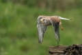 Turmfalke