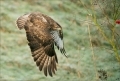 Mäusebussard