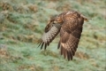 Mäusebussard