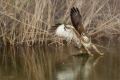 Mäusebussard