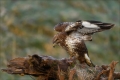 Mäusebussard