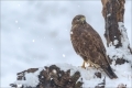 Mäusebussard