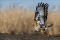 Mäusebussard