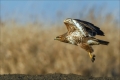 Mäusebussard