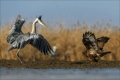 Mäusebussard & Graureiher