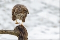 Mäusebussard