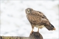 Mäusebussard