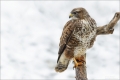 Mäusebussard