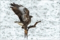 Mäusebussard
