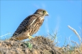 Turmfalke
