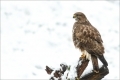 Mäusebussard