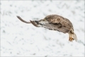 Mäusebussard
