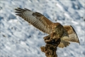 Mäusebussard