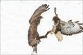 Mäusebussard