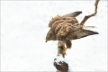 Mäusebussard