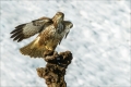 Mäusebussard
