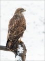 Mäusebussard