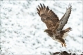 Mäusebussard