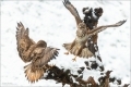 Mäusebussard