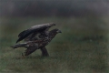 Seeadler
