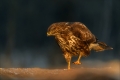 Mäusebussard
