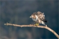 Mäusebussard