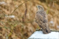 Mäusebussard
