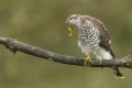 Sperber