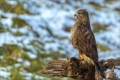 Mäusebussard