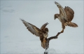 Mäusebussard